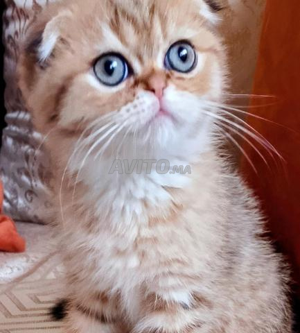 Scottish fold