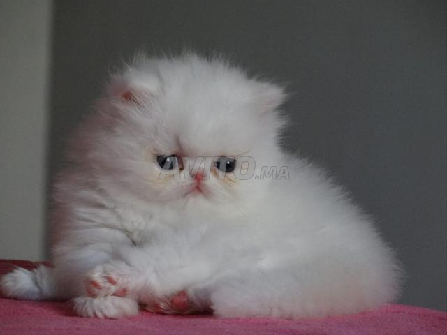 قطة أنثى فارسية