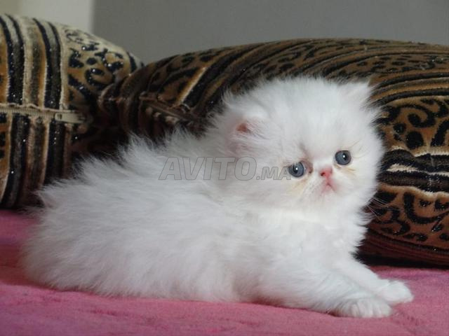 Chatte femelle persan - 2