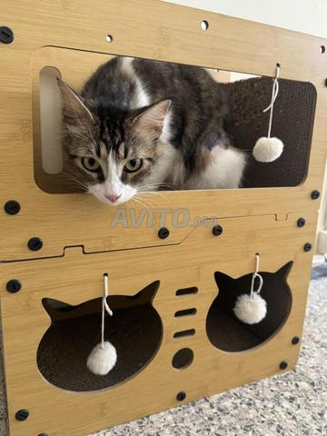 Chatte stérilisée et vaccinée à adopter - 2