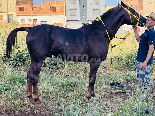 Cheval arabe pur-sang