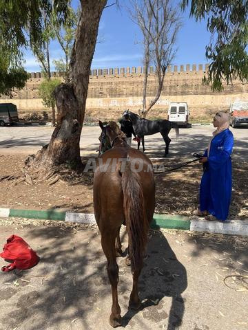 Cheval arabe pur-sang - 2