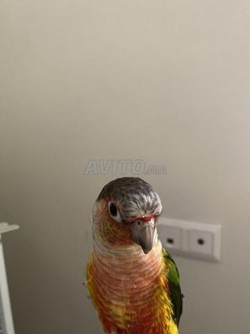 Oiseaux Molina - 2