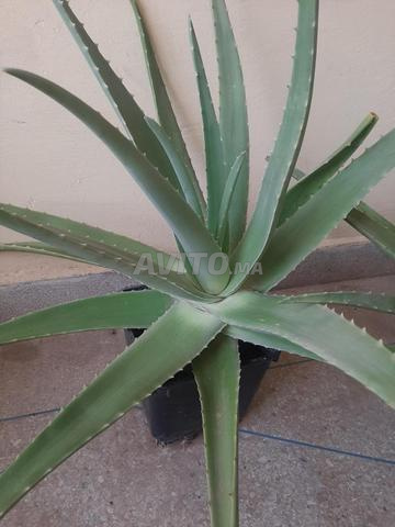 Véritable Aloe Vera médicinal type barbadensis