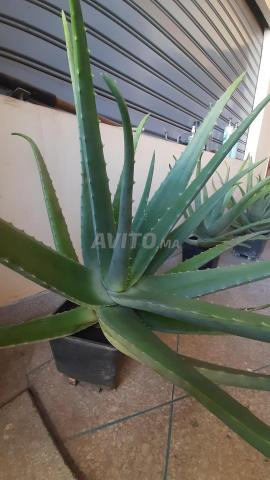 Véritable Aloe Vera médical type barbadensis