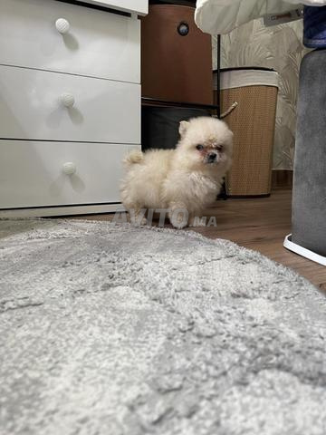Spitz mâle 3 mois - 2