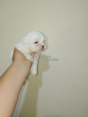 Bichon Maltais nain - 2