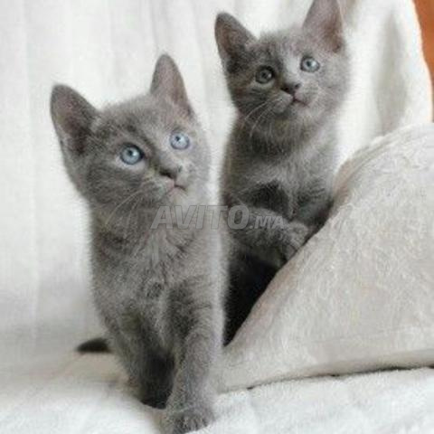 Chatons Bleu Russe 3 mâles et 2 femelles disponibles