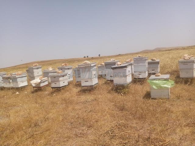 خلية 🐝 للبيع - 2
