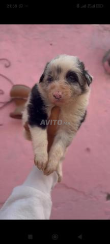 Chiot Border Collie - 2