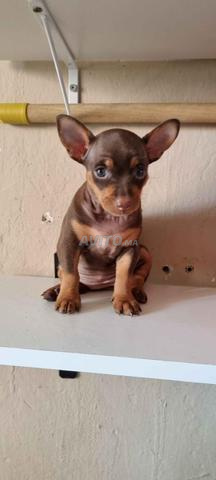 Bébés Pinscher miniature - 2