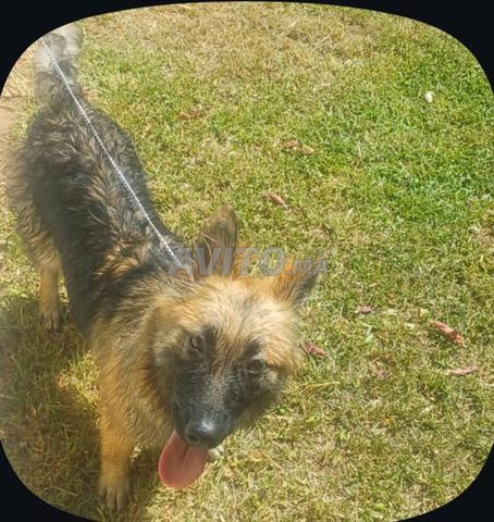 Chien berger allemand à vendre - 2