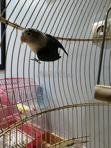 Oiseaux inséparables - 2