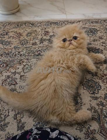 Chat persan - 2
