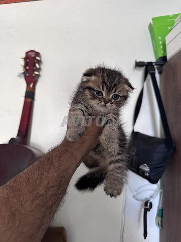 Scottish Fold - 2