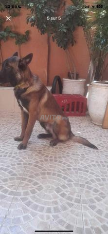 Malinois bien dressé