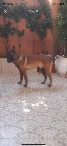 Malinois bien dressé - 2