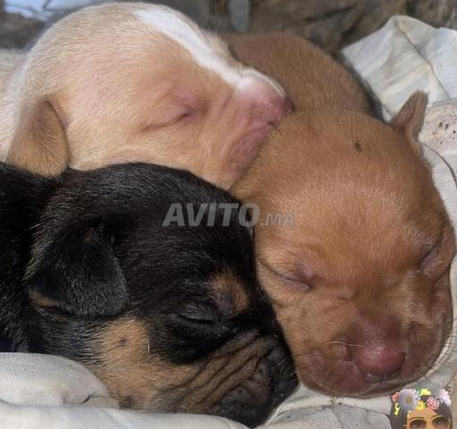 Chiots Staff - 2