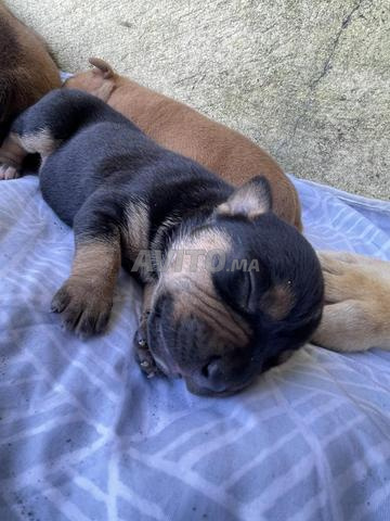 Chiots Pit Staff - 2