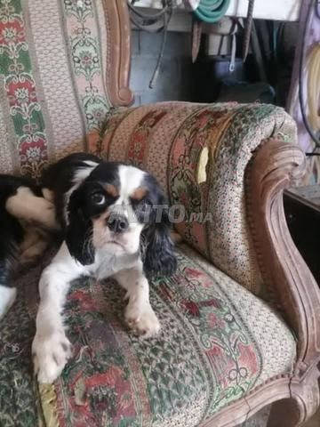 COUPLE CAVALIER KING CHARLES PURE RACE - 2