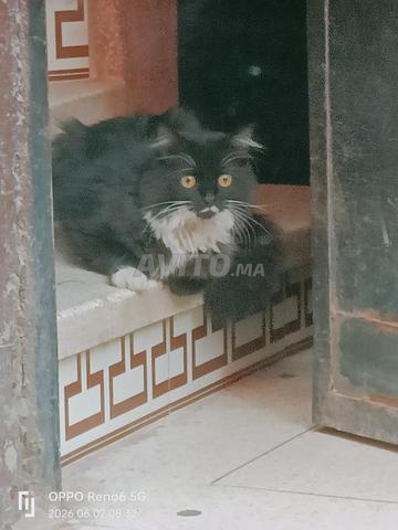 Chat adopté - 2