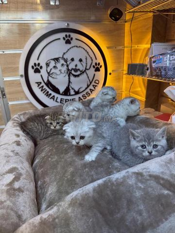 Scottish Fold et Straight - 2