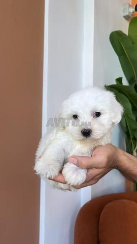Bichon Maltais nain PURE - 2