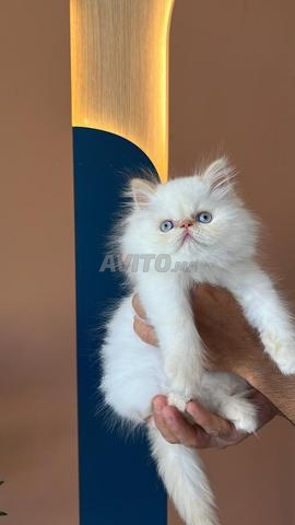Chat persan (mâle)