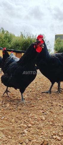Oeufs fécondés et frais de la race mondiale Australorp