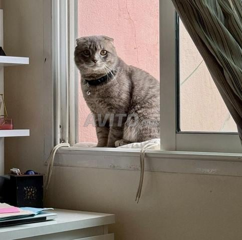 🐱 Scottish Fold à vendre 🐱 - 2
