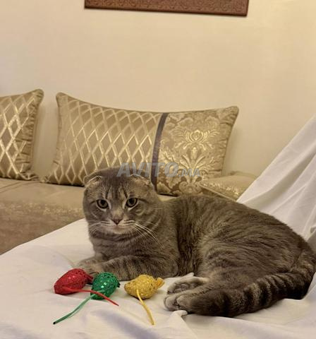 🐱 سكوتش فولد للبيع 🐱