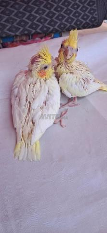 صغار الككاتو لاتينو للتدريب
