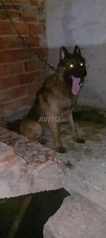 Malinois Tchikoo - 2