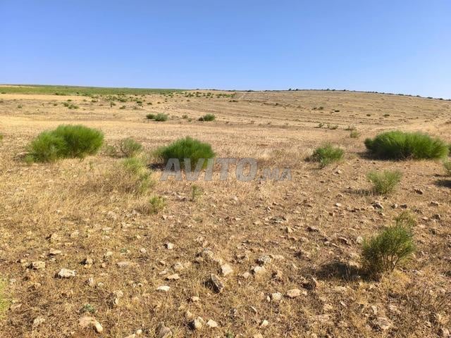 أرض فلاحية محفظة - 2