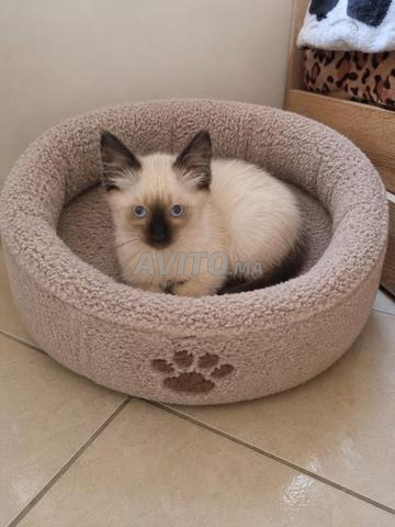 Petite chatte siamoise disponible. - 2