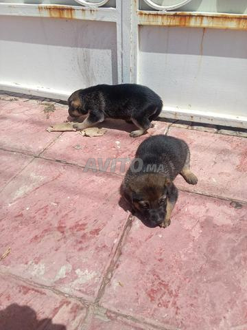 Chiots Berger Allemand - 2