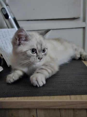 Mâle British Shorthair 2.5 mois