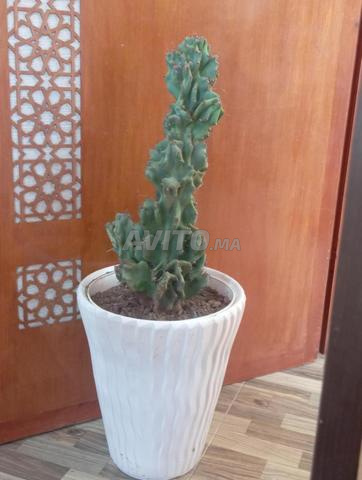 Oulad Teima Houari - 2