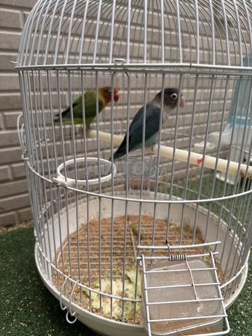 Couple d'oiseaux Fisher avec cage - 2