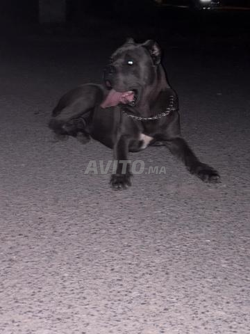 Magnifique Mâle cane corso - 2
