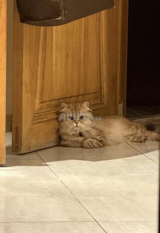 Femelle British Longhair pedigree WCF - 2