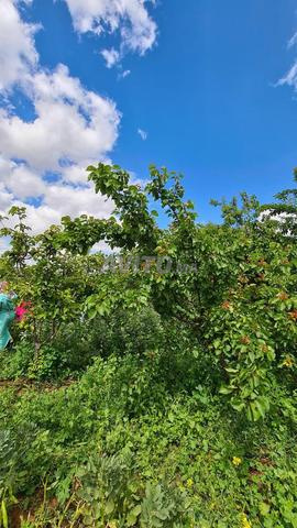 Vente terrain agricole titré exceptionnel – Sbaa Aiyoun - 2