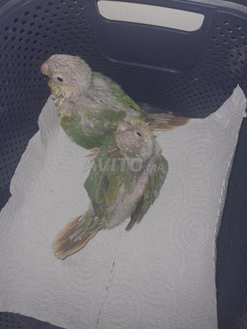 ببغاء مولينا - 2