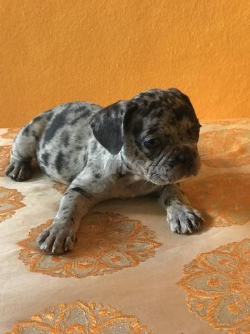 Chiots Bulldog Français - 2