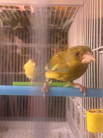 Oiseau issu de la nichée