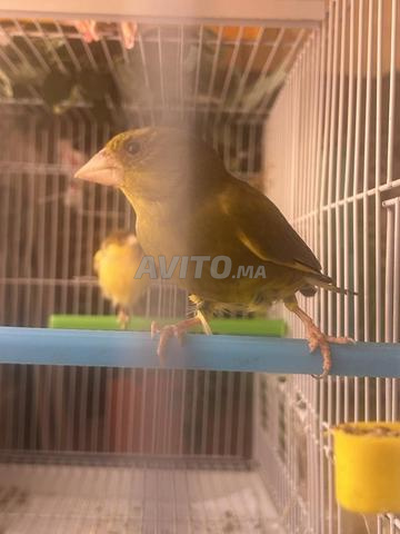 Oiseau issu de la nichée - 2