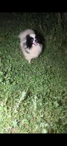 Spitz mâle couleur Panda pedigree 🐾🐼 à vendre - 2