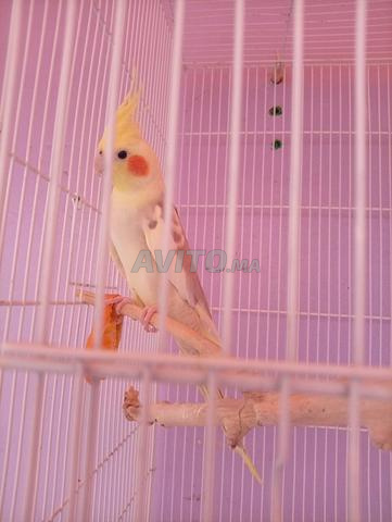 طيور 🐦 مع قفص - 2