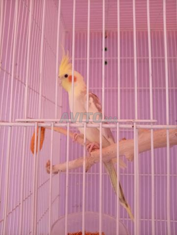 طيور 🐦 مع قفصها - 2