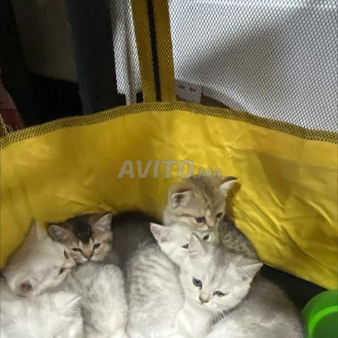 قط بريطاني خريفي 😻😻